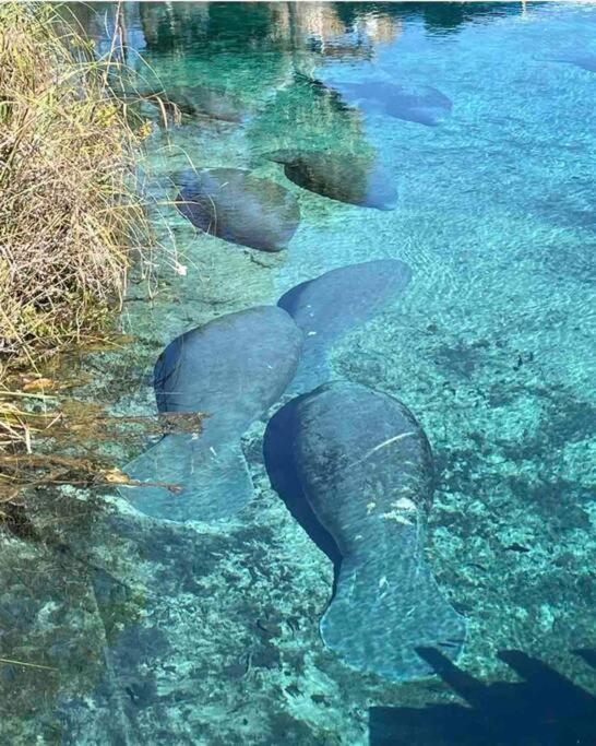 Manatee Oasis Weeki Wachee Family Fun Pool Home Спринг-Хилл Экстерьер фото