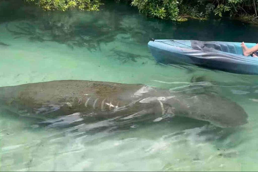 Manatee Oasis Weeki Wachee Family Fun Pool Home Спринг-Хилл Экстерьер фото